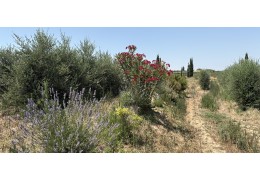 Un olivar vivo, un aceite con alma.